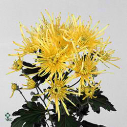 Chrysant spr. Yellow Spider