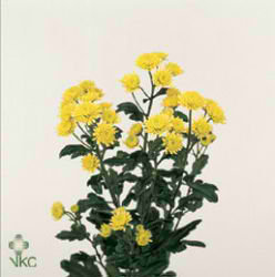 Chrysant spr. stallion yellow