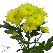 Chrysant spr. Zembla Brasil