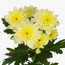 Chrysant spr. Zembla Cream