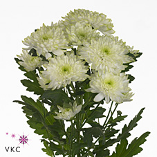 Chrysant spr. Zembla Lime