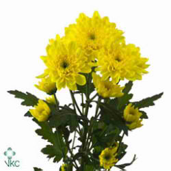 Chrysant spr. zembla sunny