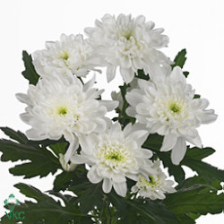 Chrysant spr. zembla white