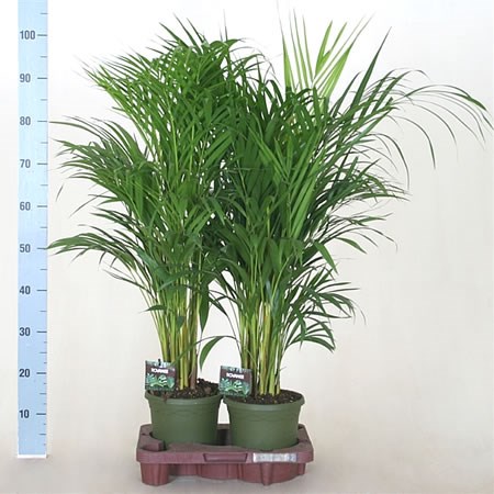 Chrysalidocarpus (Areca Palms)