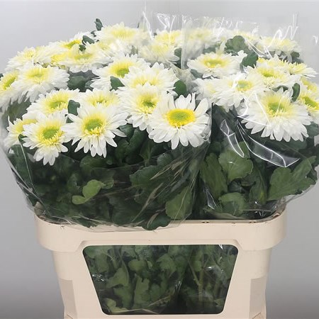 Chrysant Sgl. Inga