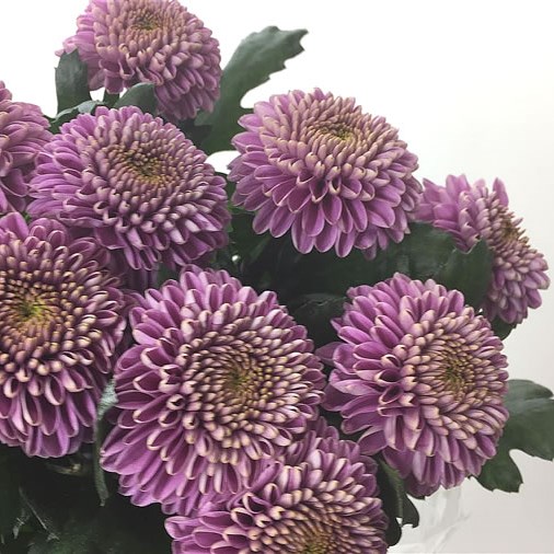 Chrysant Sgl. Lilac Zodiac