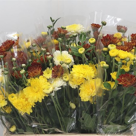 Chrysant Mix (grown outside)