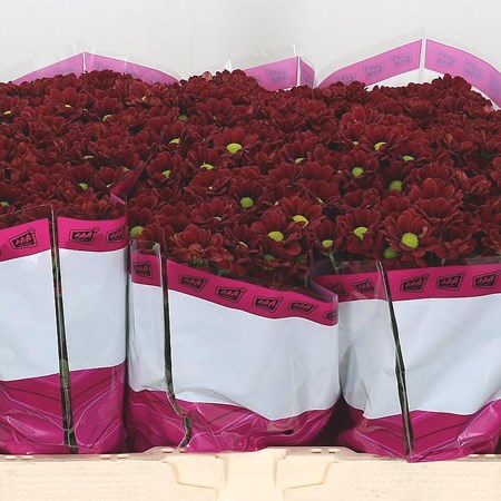 Chrysant San. Adora