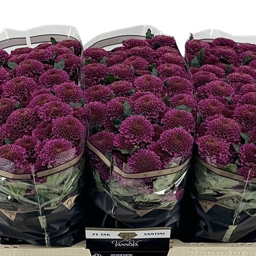 Chrysant San. Antonelli