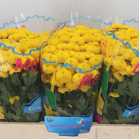 Chrysant San. Aurinko