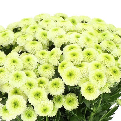 Chrysant San. Bumper