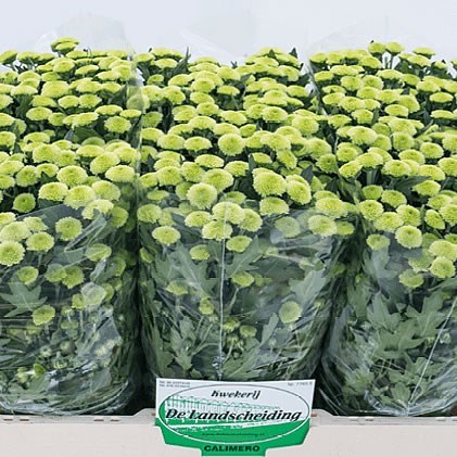 Chrysant San. Calimero Minty