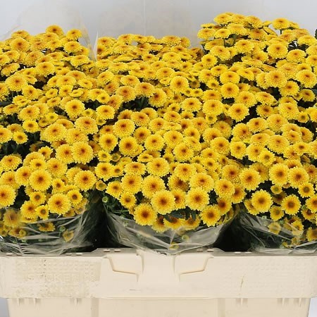 Chrysant San. Calimero Shiny