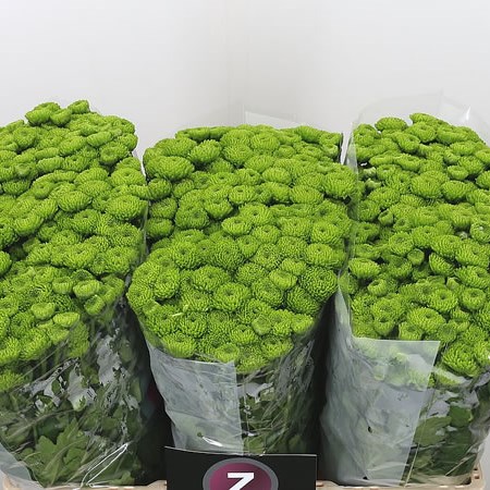 Chrysant San. Country