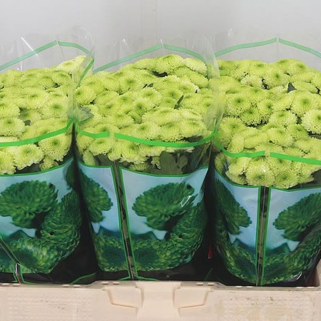 Chrysant San. Country Lime