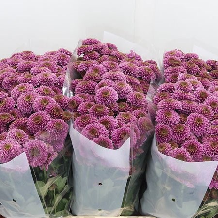 Chrysant San. Doria
