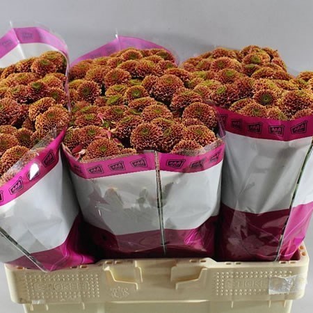 Chrysant San. Doria Cherry