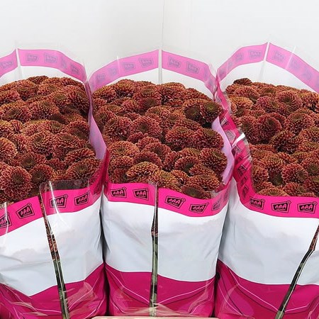 Chrysant San. Doria Cherry