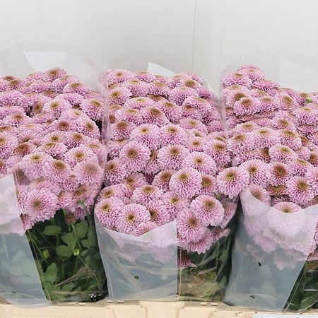 Chrysant San. Doria Pink