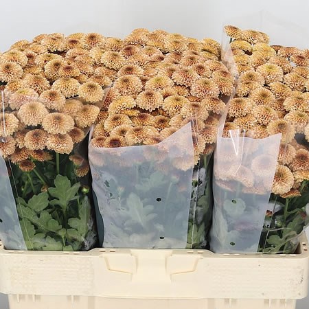 Chrysant San. Doria Salmon