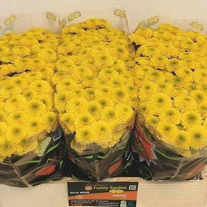 Chrysant San. Doria Yellow