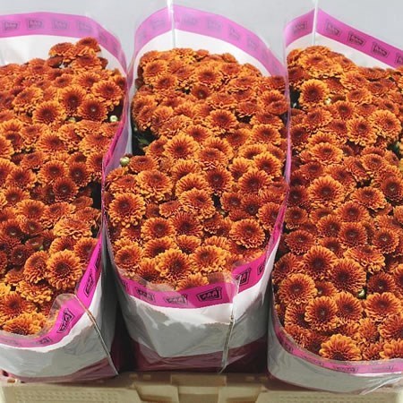 Chrysant San. Edvaldo