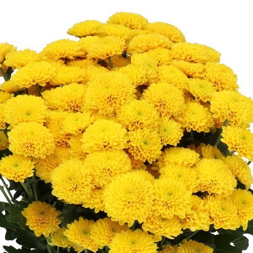 Chrysant San. Ellison Gold