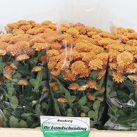 Chrysant San. Ellison Orange
