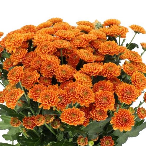 Chrysant San. Ellison Orange