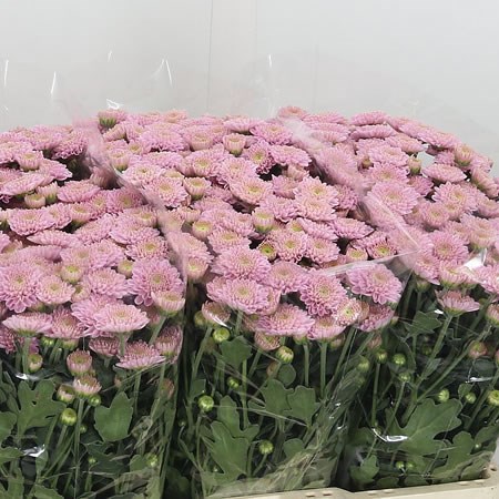 Chrysant San. Ellison Pink