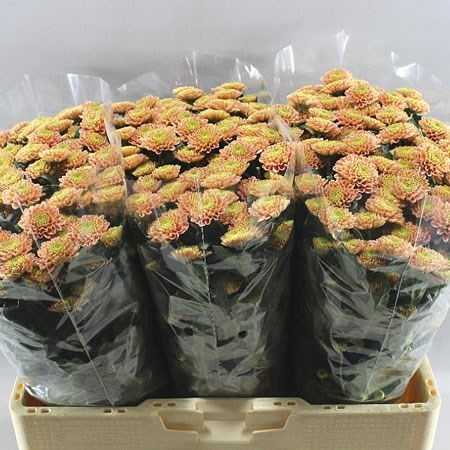 Chrysant San. Ellison Salmon