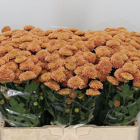 Chrysant San. Ellison Salmon
