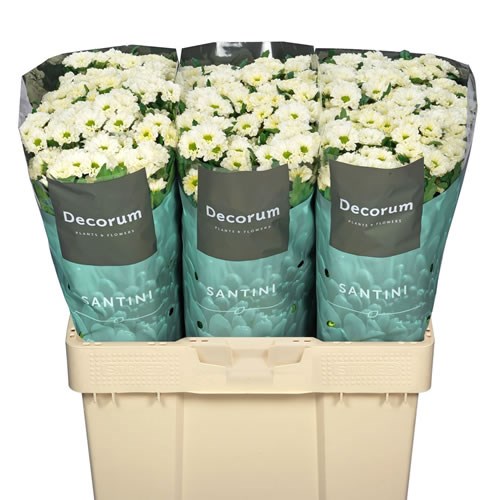 Chrysant San. Fabiana White