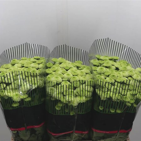 Chrysant San. Ferry Lime
