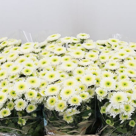 Chrysant San. Ilias White