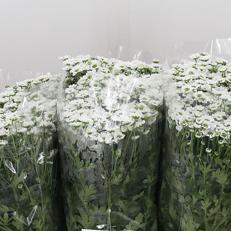 Chrysant San. Infinity