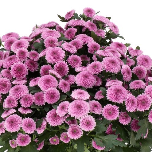 Chrysant San. Jamey Dark