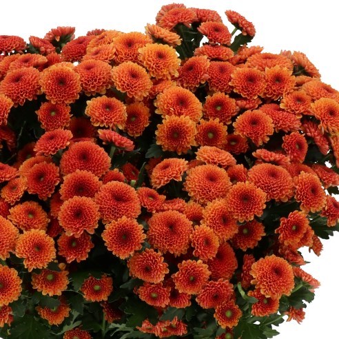 Chrysant San. Jamey Orange
