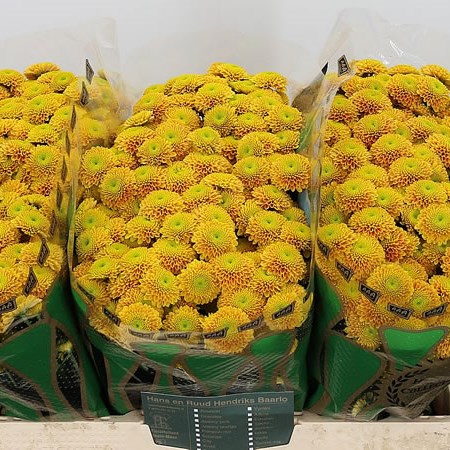 Chrysant San. Jeanny Orange