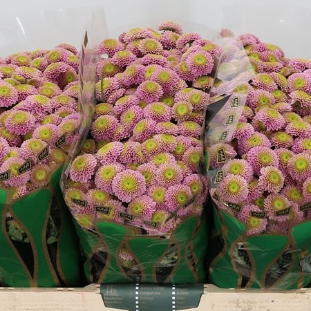Chrysant San. Jeanny Pink