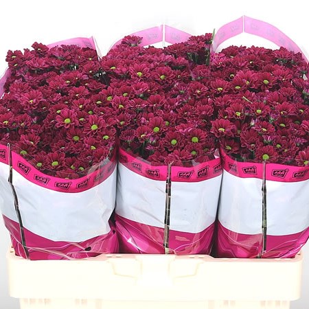 Chrysant San. Jytte