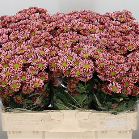 Chrysant San. Kim