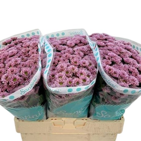 Chrysant San. Kindly