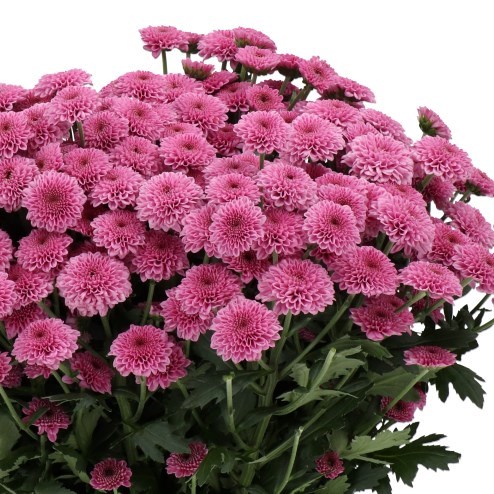 Chrysant San. Kismo Pink
