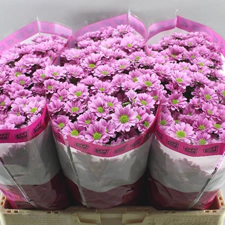 Chrysant San. Krissi