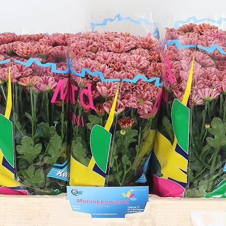 Chrysant San. Lotte