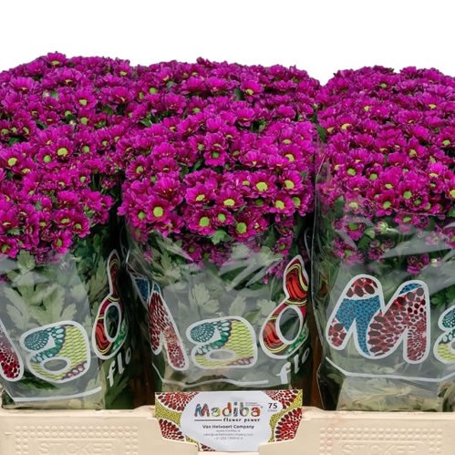 Chrysant San. Madiba Aswad Purple