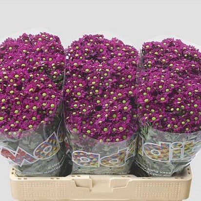 Chrysant San. Madiba Jombe Purple
