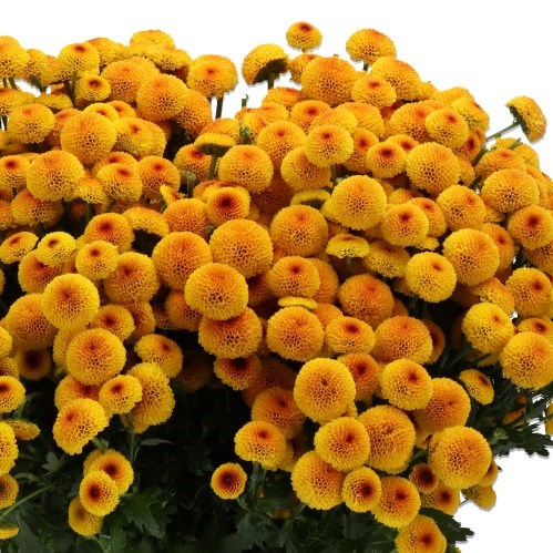 Chrysant San. Madiba Lambo Sunrise