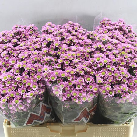 Chrysant San. Madiba Lindi Tanga Pink